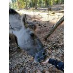 Wildpark_2c_6.jpg